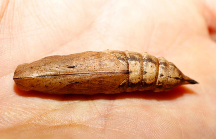 Fig.14. Pupa de <i>Xylophanes striatum</i></i>, Sphingidae, vista ventral, 58mm de longitud. Voucher: 13-SRNP-35984-DHJ801536.jpg.