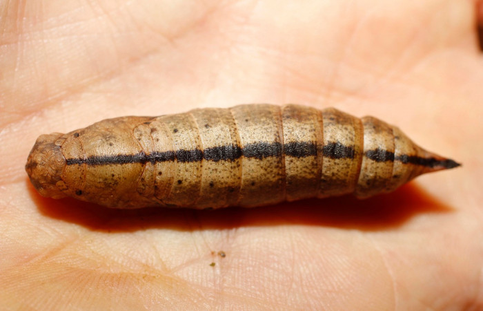 Fig.15. Pupa de <i>Xylophanes striatum</i></i>, Sphingidae, vista dorsal, 58mm de longitud. Voucher: 13-SRNP-35984-DHJ801537.jpg.