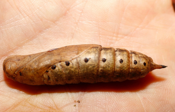Fig.16. Pupa de <i>Xylophanes striatum</i></i>, Sphingidae, vista lateral, 58mm de longitud. Voucher: 13-SRNP-35984-DHJ801538.jpg.