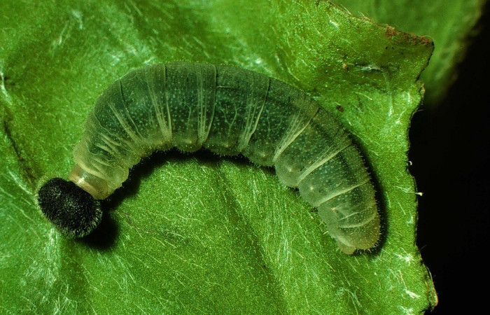  Larva en posición dorsal de <i>Staphylus vulgata</i></i> (Hesperiidae), U estadio. Sector El Hacha, Estación Los Almendros. Voucher 97-SRNP-4284-DHJ42466.jpg.