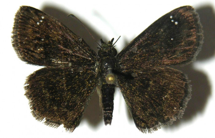  Adulto en posición dorsal de <i>Staphylus carabbea</i></i> (Hesperiidae). Sector Rincon Rain Forest, Puente Rió Negro. Voucher  04-SRNP-42021-DHJ304748.