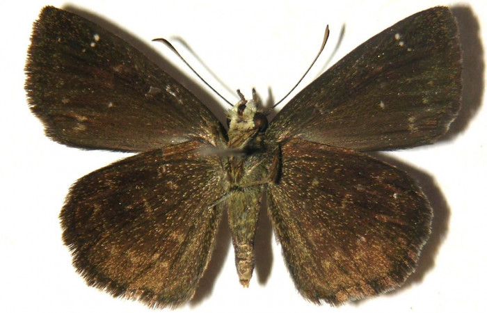  Adulto en posición ventral de <i>Staphylus vulgata</i></i> (Hesperiidae). Sector Del Oro, Quebrada Lajosa. Voucher  04-SRNP-20669-DHJ304745.