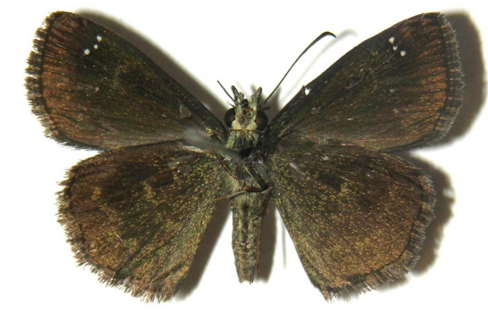  Adulto en posición ventral de <i>Staphylus carabbea</i></i> (Hesperiidae). Sector Rincon Rain Forest, Puente Rió Negro. Voucher  04-SRNP-42021-DHJ304749.