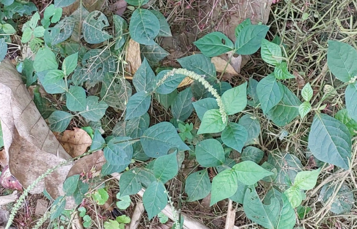  <i>Achyranthes aspera</i></i> (Amaranthaceae), planta hospedera de <i>Staphylus vulgata</i></i> (Hesperiidae). Sector San Cristóbal, Sendero Corredor. Foto, Elda Araya, 20 Marzo 2023.
