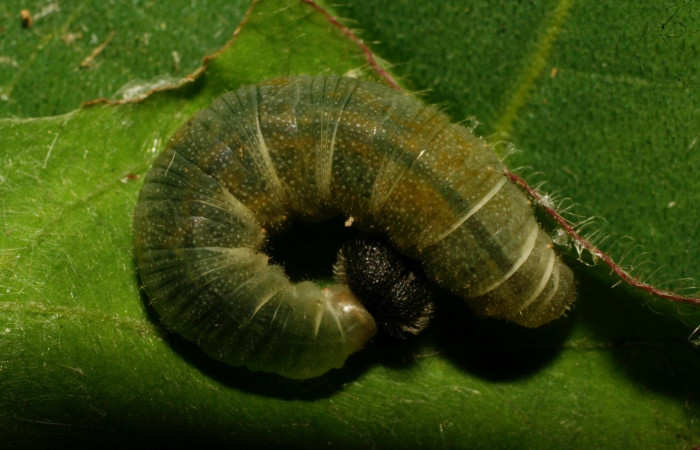  Larva en posición dorsal de <i>Staphylus vulgata</i></i> (Hesperiidae), U estadio. Sector Pitilla, Armonías. Voucher 10-SRNP-32109-DHJ477146.jpg.