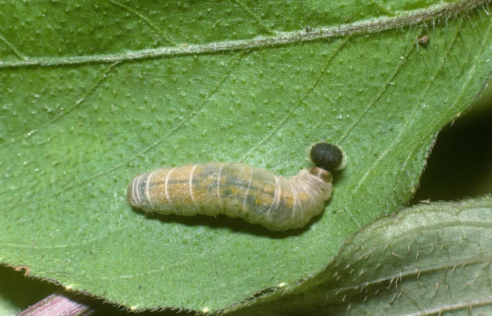  Larva en posición dorsal de <i>Staphylus caribbea</i></i> (Hesperiidae), U estadio. Sector Rincon Rain Forest, Puente Rió Negro. Voucher 04-SRNP-42021-DHJ87142.jpg.