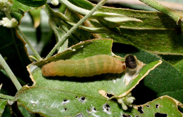  Larva en posición dorsal de <i>Staphylus ascalaphus</i></i> (Hesperiidae), PU estadio. Sector Mundo Nuevo, Estación La Perla. Voucher 07-SRNP-55651-DHJ422926.jpg.
