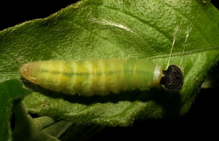  Larva en posición dorsal de <i>Staphylus vulgata</i></i> (Hesperiidae), prepupa. Sector Mundo Nuevo, La Perla. Voucher 05-SRNP-59434-DHJ408716.jpg.