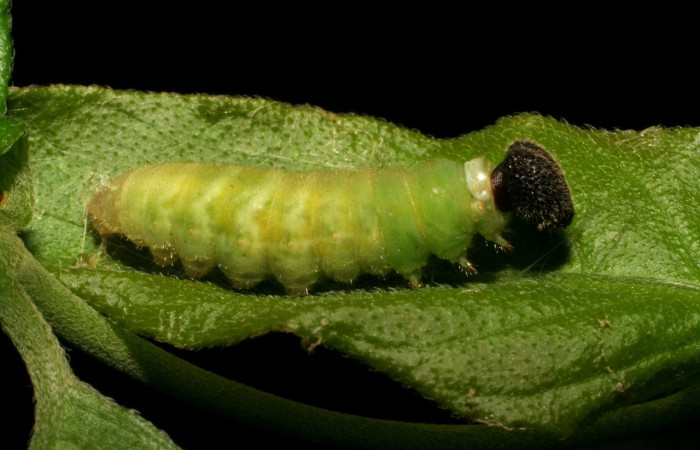  Larva en posición lateral de <i>Staphylus vulgata</i></i> (Hesperiidae), prepupa. Sector Mundo Nuevo, La Perla. Voucher 05-SRNP-59434-DHJ408717.jpg.