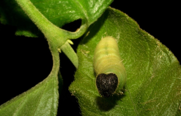  Larva en posición frontal de <i>Staphylus vulgata</i></i> (Hesperiidae), prepupa. Sector Mundo Nuevo, La Perla. Voucher 05-SRNP-59434-DHJ408718.jpg.