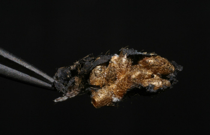  Capullos de parásito <i>Meteorus</i></i> janzen14, parásito de la familia Braconidae en <i>Staphylus vulgata</i></i> (Hesperiidae). Sector Del Oro, Quebrada Lajosa. Voucher 06-SRNP-22885-DHJ447751.jpg.
