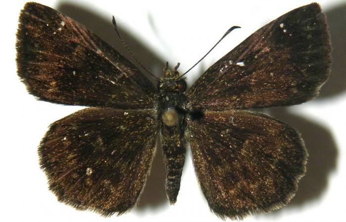  Adulto en posición dorsal de <i>Staphylus vulgata</i></i> (Hesperiidae). Sector Del Oro, Quebrada Lajosa. Voucher  04-SRNP-20669-DHJ304744.