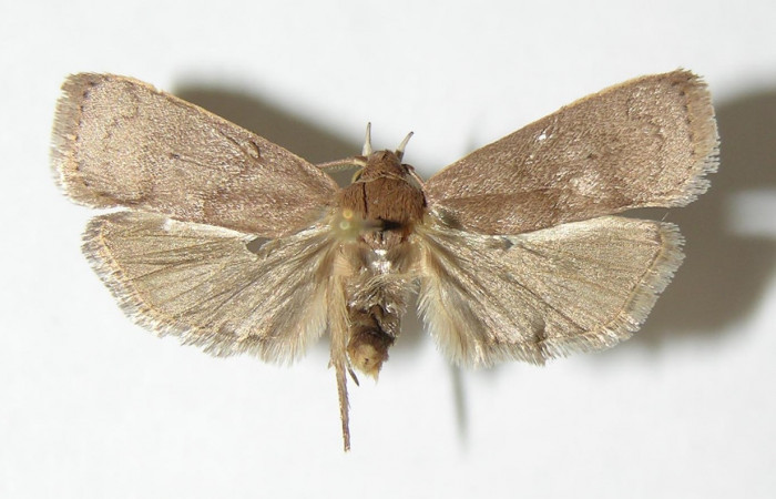 Figura 6. Adulto de <i>Anadasmus</i></i> Janzen25 (Depressariidae), macho vista dorsal, localidad Río Azufrado, Sector Potrerillos ACG (95m). Voucher: 00-SRNP-18132-DHJ338588.jpg.