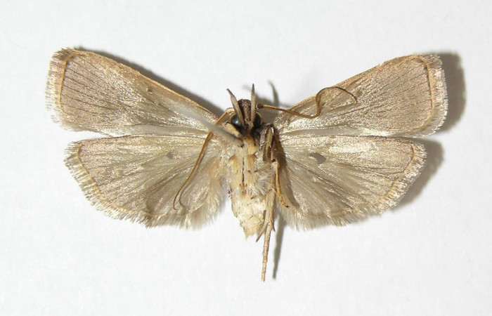 Figura 7. Adulto de <i>Anadasmus</i></i> Janzen25 (Depressariidae), macho vista ventral, localidad Río Azufrado, Sector Potrerillos ACG (95m). Voucher: 00-SRNP-18132-DHJ338589.jpg.