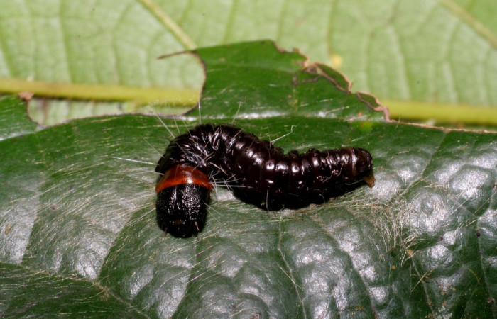 Figura 21. Larva <i>Anadasmus</i></i> Janzen11 (Depressariidae), último estadío (U) vista dorsal, localidad Puente Mena, Sector Del Oro ACG (280m). Voucher: 05-SRNP-24825-DHJ409281.jpg.