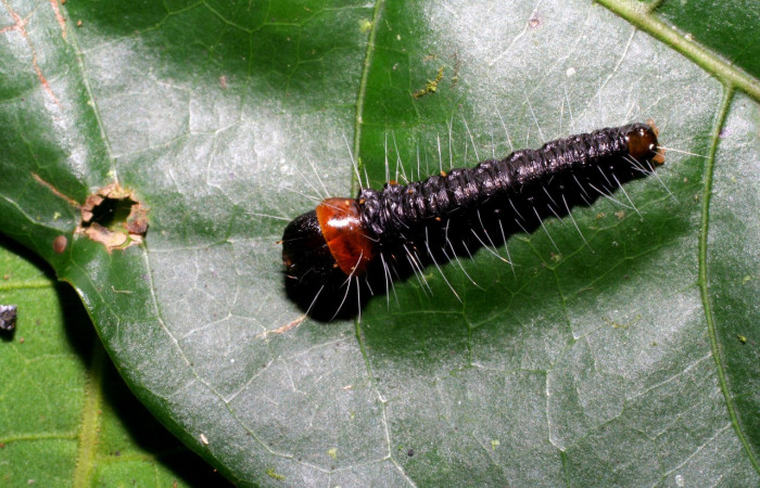 Figura 23. Larva <i>Anadasmus</i></i> Janzen30 (Depressariidae), último estadío (U) vista dorsal, localidad Coneja, Sector Pitilla ACG (415m). Voucher: 05-SRNP-34891-DHJ420538.jpg.