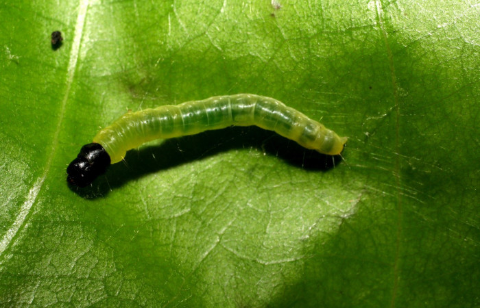 Figura 31. Larva <i>Anadasmus</i></i> Janzen26 (Depressariidae), último estadío (U) vista dorsal, localidad Quebrada Raíz, Sector Del Oro ACG (280m). Voucher: 06-SRNP-23260-DHJ424860.jpg.