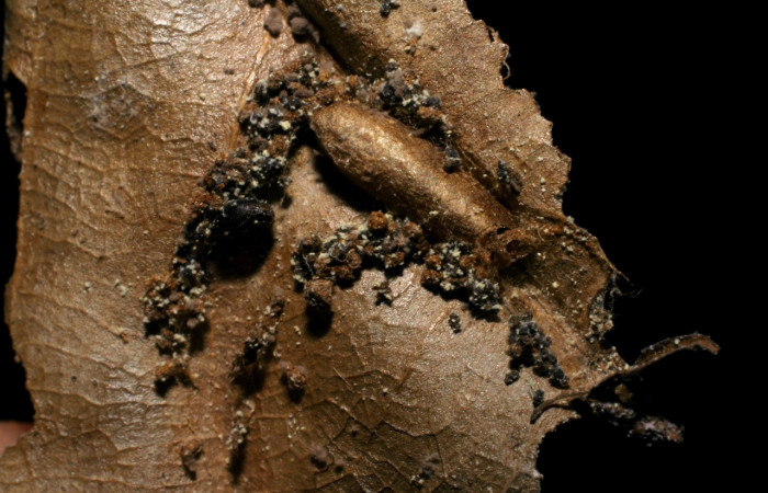 Figura 11. Restos capullo de parásito <i>Xiphosomella</i></i> Janzen02 (Ichneumonidae) que ataca <i>Anadasmus</i></i> Janzen25 (Depressariidae), localidad Sendero Laguna, Sector Pitilla ACG (680m). Voucher: 06-SRNP-34870-DHJ436605.jpg.