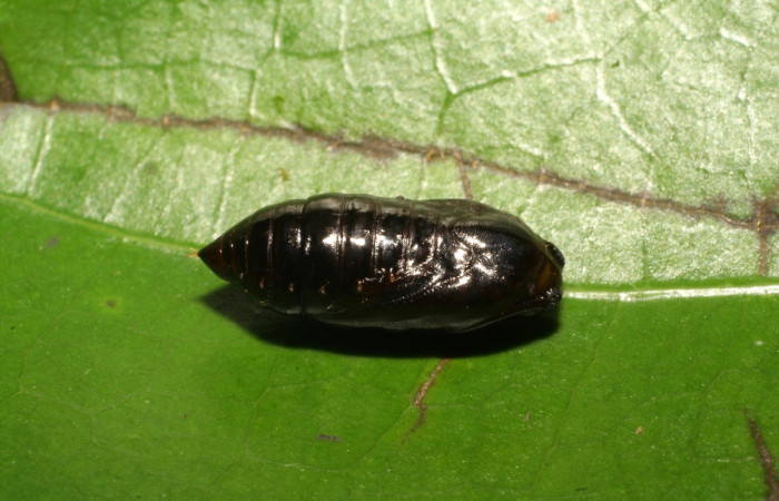 Figura 5. Pupa de <i>Anadasmus</i></i> Janzen25 (Depressariidae), vista dorsal, localidad Vochysia, Sector Rincón Rain Forest ACG (320m). Voucher: 07-SRNP-42134-DHJ427803.jpg.