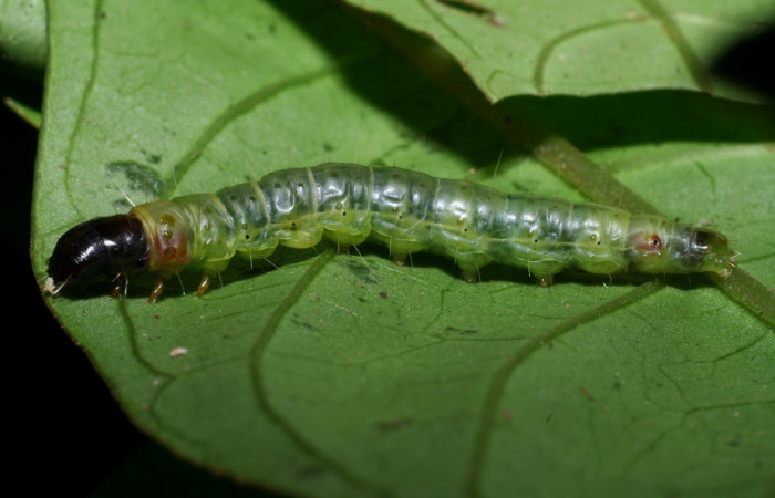 Figura 27. Larva <i>Anadasmus</i></i> Janzen08 (Depressariidae), último estadío (U) vista lateral, localidad Sendero Cima, Sector Cacao ACG (1460m). Voucher: 08-SRNP-36399-DHJ441596.jpg.