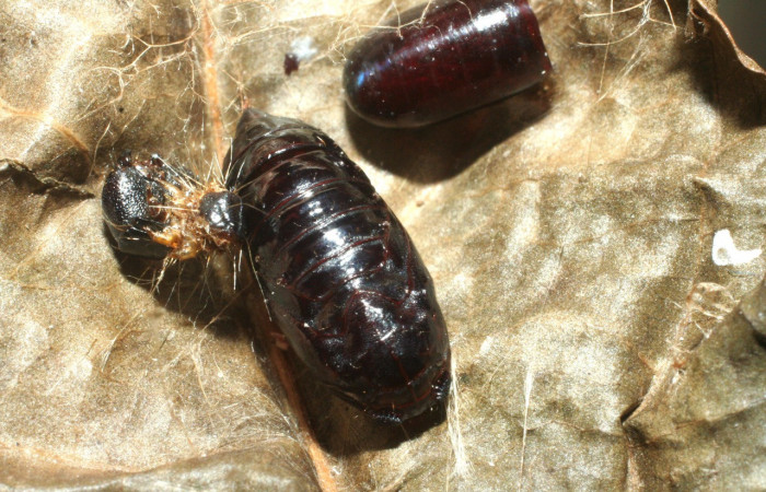 Figura 12. Restos pupario parásito <i>Hyphantrophaga ciriloumanai</i></i> (Tachinidae) que ataca <i>Anadasmus</i></i> Janzen25 (Depressariidae), localidad Garzasol, Sector Rincón Rain Forest ACG (400m). Voucher: 08-SRNP-41992-DHJ453531.jpg.