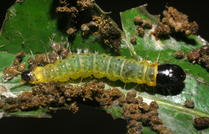 Figura 25. Larva <i>Anadasmus</i></i> Janzen17 (Depressariidae), último estadío (U) vista dorsal, localidad Río Blanco Abajo, Sector San Cristóbal ACG (500m). Voucher: 08-SRNP-5177-DHJ444662.jpg.