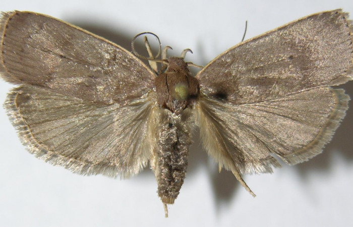 Figura 8. Adulto de <i>Anadasmus</i></i> Janzen25 (Depressariidae), hembra vista dorsal, localidad Vado Lonchocarpus, Sector Mundo Nuevo ACG (490m). Voucher: 08-SRNP-57489-DHJ503350.jpg.