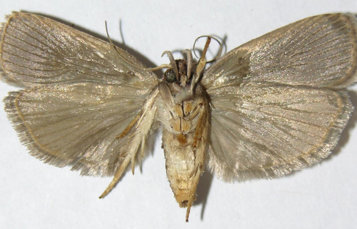 Figura 9. Adulto de <i>Anadasmus</i></i> Janzen25 (Depressariidae), hembra vista ventral, localidad Vado Lonchocarpus, Sector Mundo Nuevo ACG (490m). Voucher: 08-SRNP-57489-DHJ503351.jpg.