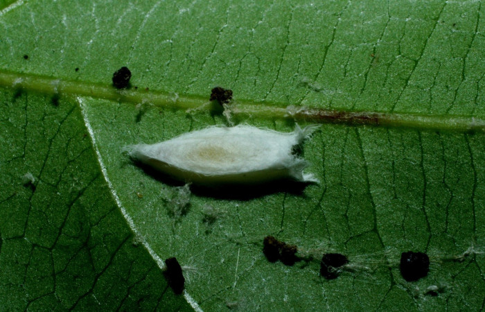 Figura 13. Capullo de parásito <i>Apanteles bienvenidachavarriae</i></i> (Braconidae) que ataca <i>Anadasmus</i></i> Janzen25 (Depressariidae), localidad Río Blanco Abajo, Sector San Cristóbal ACG (500m). Voucher: 09-SRNP-1846-DHJ453881.jpg.