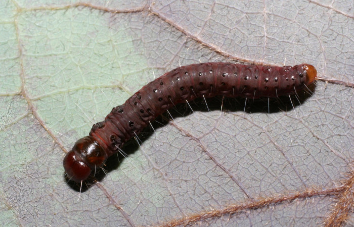 Figura 22. Larva <i>Anadasmus</i></i> Janzen29 (Depressariidae), último estadío (U) vista dorsal, localidad Sendero Naciente, Sector Pitilla ACG (700m). Voucher: 09-SRNP-31683-DHJ458748.jpg.