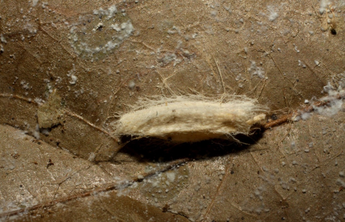 Figura 14. Capullo de parásito <i>Hypomicrogaster</i></i> Janzen02 (Braconidae) que ataca <i>Anadasmus</i></i> Janzen25 (Depressariidae), localidad Finca San Gabriel, Sector San Cristóbal ACG (645m). Voucher: 09-SRNP-3856-DHJ474911.jpg.