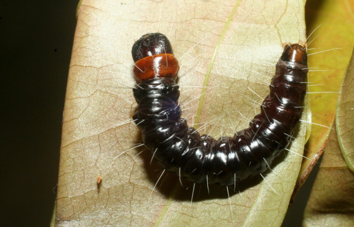 Figura 26. Larva <i>Anadasmus quadratella</i></i> (Depressariidae), último estadío (U) vista dorsal, localidad Sendero Rincón, Sector Rincón Rain Forest ACG (430m). Voucher: 09-SRNP-41139-DHJ459449.jpg.