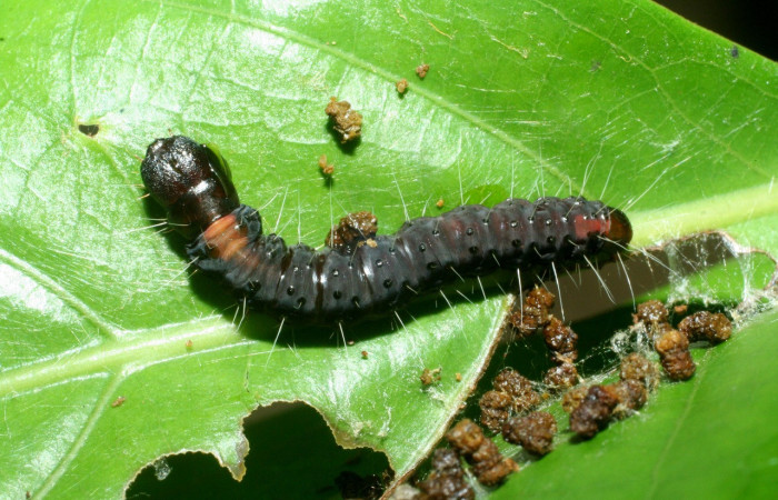 Figura 29. Larva <i>Anadasmus</i></i> Janzen28 (Depressariidae), último estadío (U) vista dorsal, localidad San Lucas, Sector Rincón Rain Forest ACG (320m). Voucher: 09-SRNP-41293-DHJ459561.jpg.