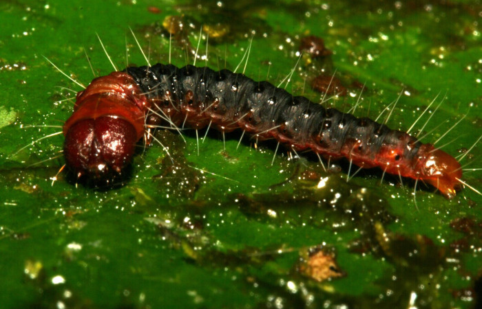 Figura 30. Larva <i>Anadasmus</i></i> Janzen51 (Depressariidae), último estadío (U) vista lateral, localidad Sendero Huerta, Sector San Cristóbal ACG (527m). Voucher: 09-SRNP-4226-DHJ457966.jpg.