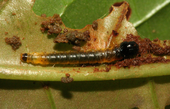 Figura 28. Larva <i>Anadasmus</i></i> Janzen42 (Depressariidae), último estadío (U) vista dorsal, localidad Río Blanco Abajo, Sector San Cristóbal ACG (500m). Voucher: 09-SRNP-5337-DHJ464125.jpg.