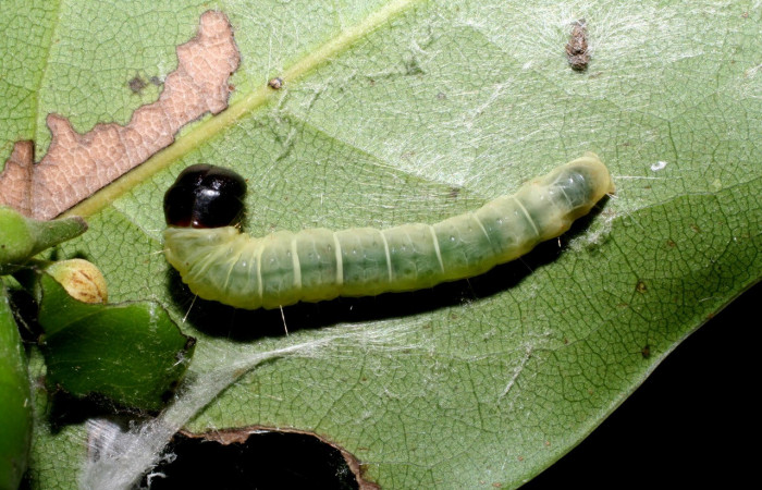 Figura 3. Larva <i>Anadasmus</i></i> Janzen25 (Depressariidae), penúltimo estadío (PU) vista dorsal, localidad Portón Rivas, Sector Mundo Nuevo ACG (570m). Voucher: 09-SRNP-55231-DHJ452226.jpg.