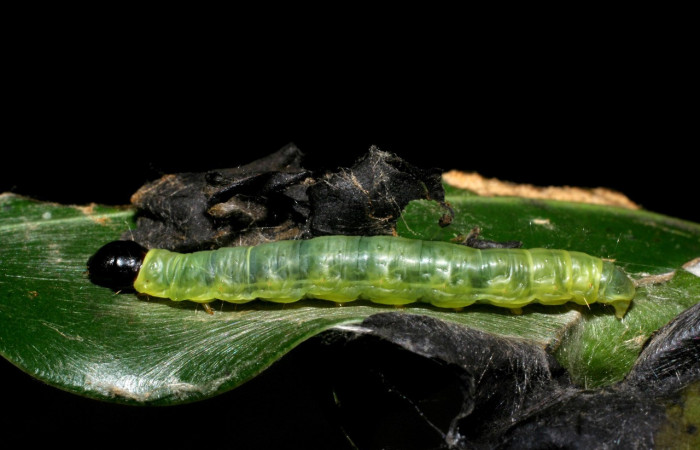 Figura 4. Larva <i>Anadasmus</i></i> Janzen25 (Depressariidae), último estadío (U) vista lateral, localidad Portón Rivas, Sector Mundo Nuevo ACG (570m). Voucher: 09-SRNP-55231-DHJ452232.jpg.