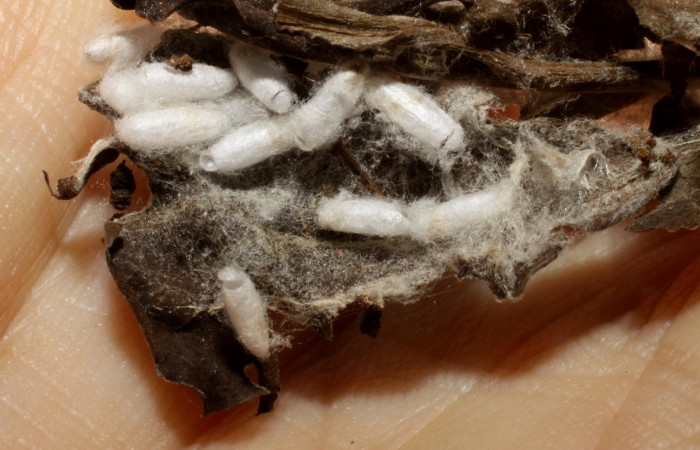 Figura 17. Capullos de parásito <i>Apanteles juniorlopezi</i></i> (Braconidae) que ataca <i>Anadasmus</i></i> Janzen25 (Depressariidae), localidad Portón Rivas, Sector Mundo Nuevo ACG (570m). Voucher: 09-SRNP-55232-DHJ474124.jpg.