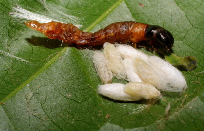 Figura 18. Capullos de parásito <i>Dolichogenidea</i></i> Rodriguez90 (Braconidae) que ataca <i>Anadasmus</i></i> Janzen25 (Depressariidae), localidad Gallinazo, Sector Brasilia ACG (360m). Voucher: 09-SRNP-65230-DHJ451982.jpg.