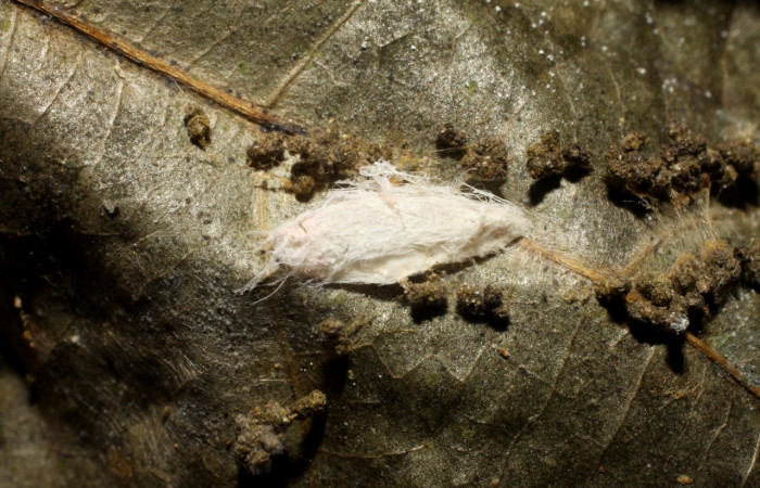 Figura 15. Capullo de parásito <i>Apanteles tiboshartae</i></i> (Braconidae) que ataca <i>Anadasmus</i></i> Janzen25 (Depressariidae), localidad Finca San Gabriel, Sector San Cristóbal ACG (645m). Voucher: 09-SRNP-6654-DHJ475007.jpg.