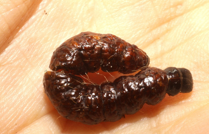 Figura 16. Larva con parásito <i>Paralitomastix</i></i> Noyes02 (Encyrtidae) que ataca <i>Anadasmus</i></i> Janzen25 (Depressariidae), localidad Finca San Gabriel, Sector San Cristóbal ACG (645m). Voucher: 09-SRNP-6740-DHJ475010.jpg.