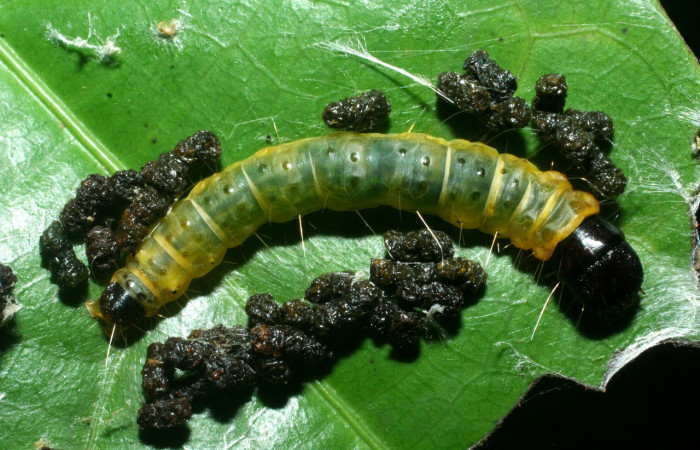 Figura 24. Larva <i>Anadasmus</i></i> Janzen16 (Depressariidae), último estadío (U) vista dorsal, localidad Cano Estación Biológica Quica, Sector Pitilla ACG (490m). Voucher: 09-SRNP-71867-DHJ465334.jpg.