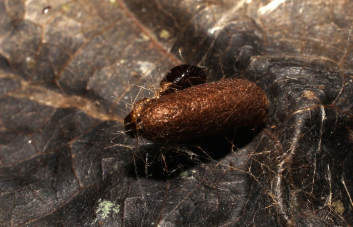 Figura 19. Capullo de parásito <i>Xiphosomella</i></i> falsataDHJ01 (Ichneumonidae) que ataca <i>Anadasmus</i></i> Janzen25 (Depressariidae), localidad Bosque Transición, Sector San Cristóbal ACG (540m). Voucher: 10-SRNP-4355-DHJ496158.jpg.