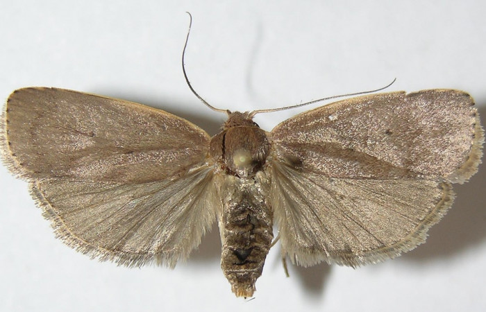 Figura 1. Adulto de <i>Anadasmus</i></i> Janzen25 (Depressariidae), vista dorsal, localidad Punta Plancha, Sector Mundo Nuevo ACG (420m). Voucher: 10-SRNP-56883-DHJ532018.jpg.