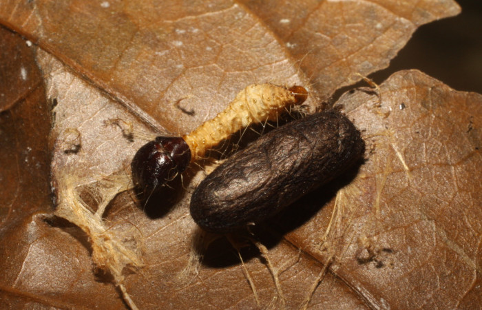 Figura 10. Capullo de parásito <i>Diadegma</i></i> SL-01 (Ichneumonidae) que ataca <i>Anadasmus</i></i> Janzen25 (Depressariidae), localidad Bosque Transición, Sector San Cristóbal ACG (540m). Voucher: 10-SRNP-5732-DHJ480363.jpg.