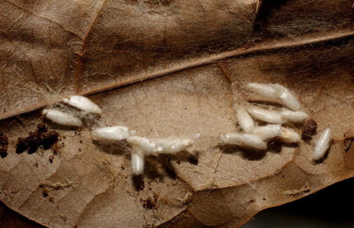 Figura 20. Restos capullos de parásitos <i>Apanteles didiguadamuzi</i></i> (Braconidae) que ataca <i>Anadasmus</i></i> Janzen25 (Depressariidae), localidad Puente Palma, Sector San Cristóbal ACG (460m). Voucher: 11-SRNP-3569-DHJ800560.jpg.