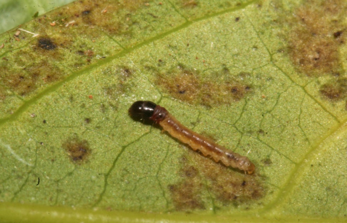 Figura 2. Larva <i>Anadasmus</i></i> Janzen25 (Depressariidae), tercer estadío (PPU) vista dorsal, localidad Sendero Rincón, Sector Rincón Rain Forest ACG (430m). Voucher: 12-SRNP-40990-DHJ489391.jpg.