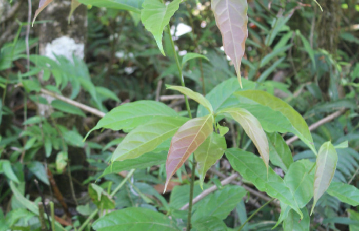 Figura 32. Planta hospedera de <i>Anadasmus</i></i> Janzen25 (Depressariidae), esta planta se llama <i>Nectandra hihua</i></i> (Lauraceae), localidad Medrano Estación Biológica Quica, Sector Pitilla ACG (380m), foto: Ricardo Calero 30 Marzo 2023. 