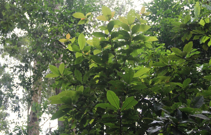  Meteorológico Sector Del Oro.
 
Fig. 10 <i>Clethra mexicana</i></i> (Clethraceae). 17 de Enero 2019. Meteorológico Sector Del Oro.