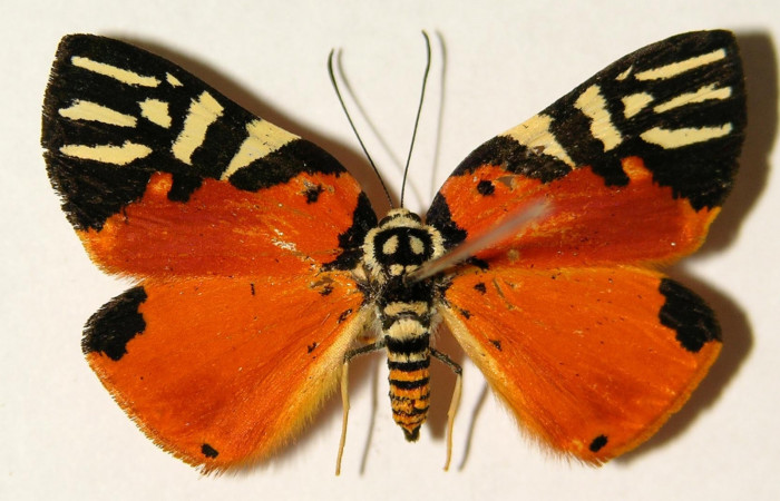 Fig. 1 Vista dorsal hembra <i>Symmachia rubina</i></i> (Riodinidae). (04-SRNP-141-DHJ91916).